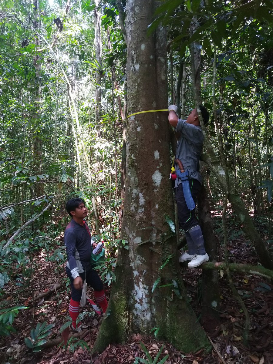 terhiriutta's tweet image. A huge thank you to the tireless, dedicated field crews of @SAFE_Project, @SEARRP and Lambir, and other staff who contributed to the logistics! I estimate the paper incorporates ~35 person years of fieldwork.