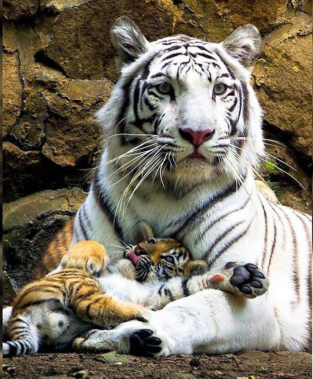 🕊️🌷Fati ❥˙๑ tweet media