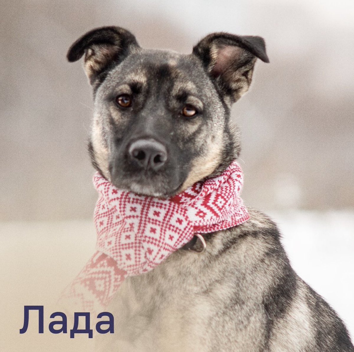 teacherrka's tweet photo. Лада вторую зиму в приюте. Никто не приезжает с ней знакомиться 🥺 Давайте попробуем найти ей дом? 😢 

О Ладе:
1 год, 54 см в холке, стерилизована и привита, нужно немного времени чтобы привыкнуть к людям, собаками дружелюбна, с кошками неизвестно https://t.co/GQJRPQWKTG