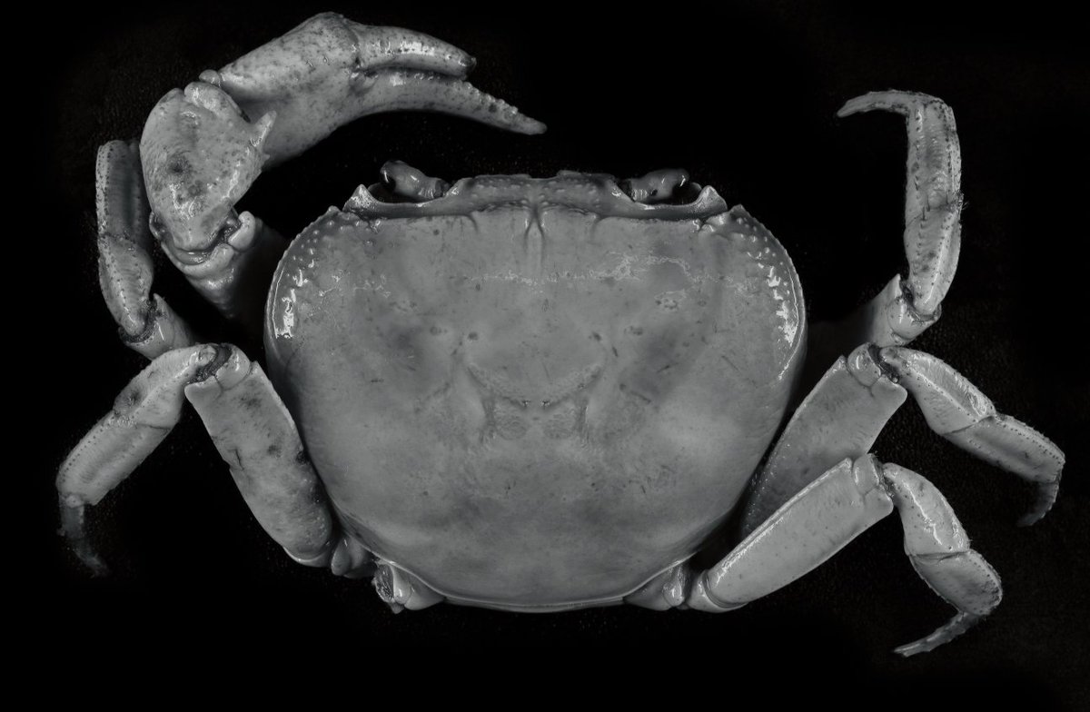 Zhi Wan Tan tweet media