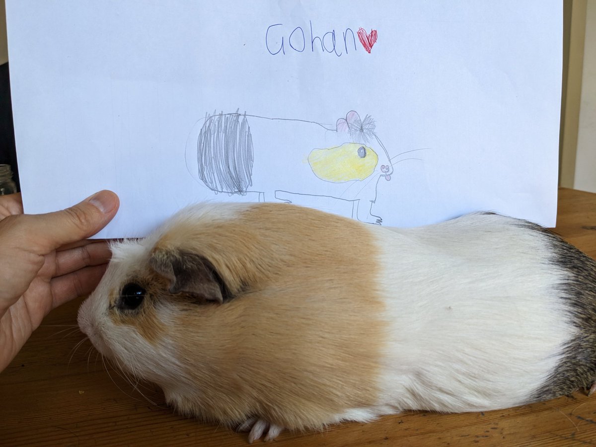 Humoschannel's tweet image. 娘が描いたモルモットたちの絵🎨
上手に描けました👏

#guineapig #pet #モルモット #小動物 #癒やし