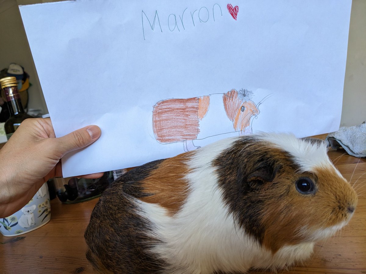 Humoschannel's tweet image. 娘が描いたモルモットたちの絵🎨
上手に描けました👏

#guineapig #pet #モルモット #小動物 #癒やし
