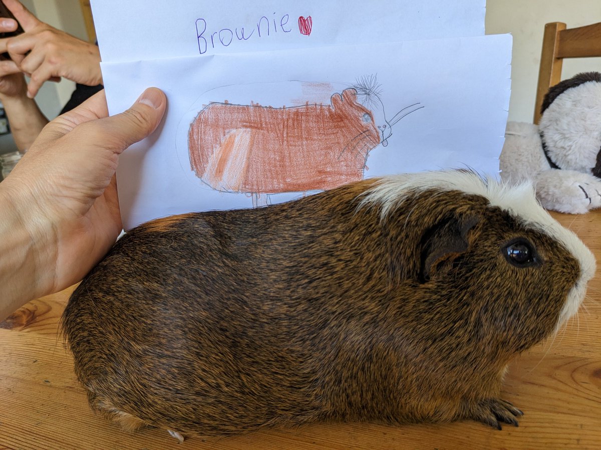 Humoschannel's tweet image. 娘が描いたモルモットたちの絵🎨
上手に描けました👏

#guineapig #pet #モルモット #小動物 #癒やし