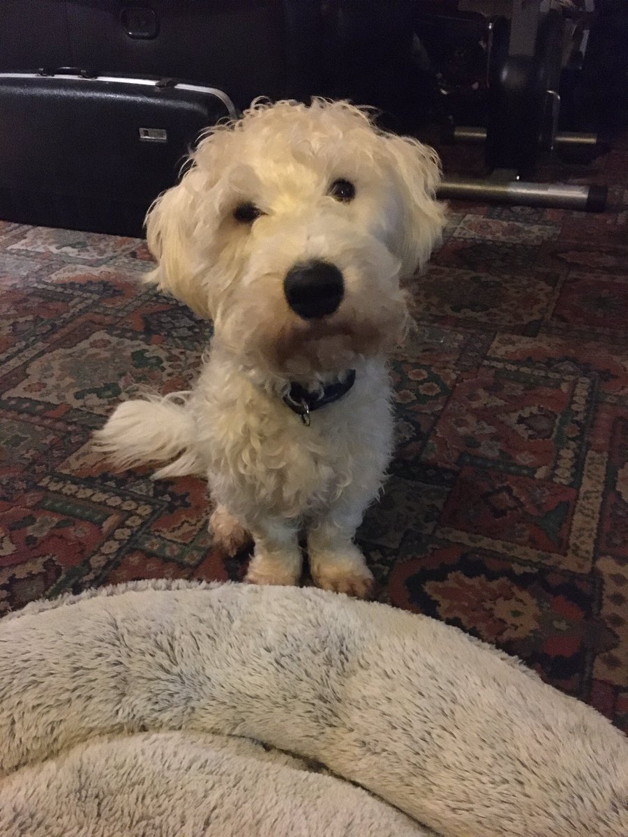 mamajomakes's tweet photo. @AmongThePages This is Mack, he’s my 15 month old Sealyham Terrier 🐾🐾🐾 https://t.co/Jlr48Fr4eE