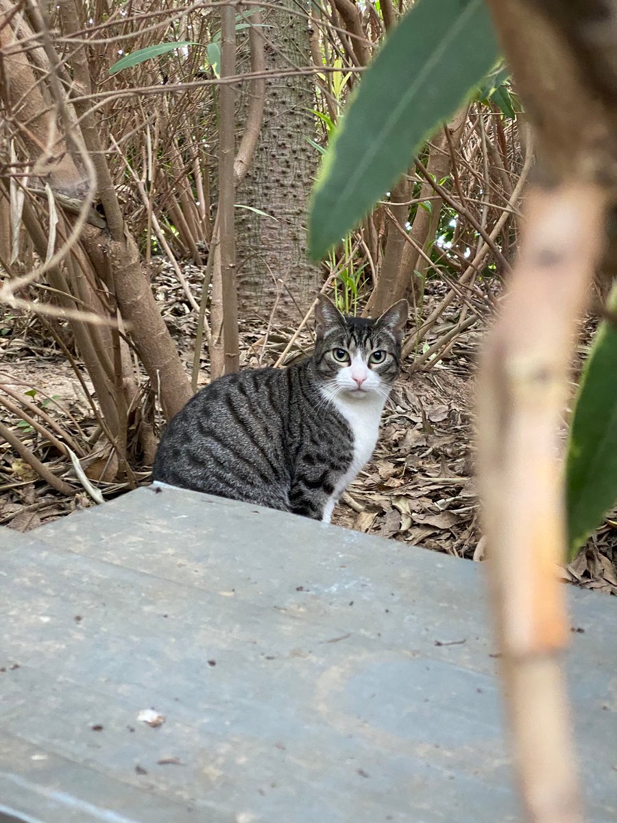 cfparquecentral's tweet photo. Todos los días son domingo en el parque (pero no como cantaba Morrisey, en plan bien).

#gatosparquecentral https://t.co/YmzWBffeMU