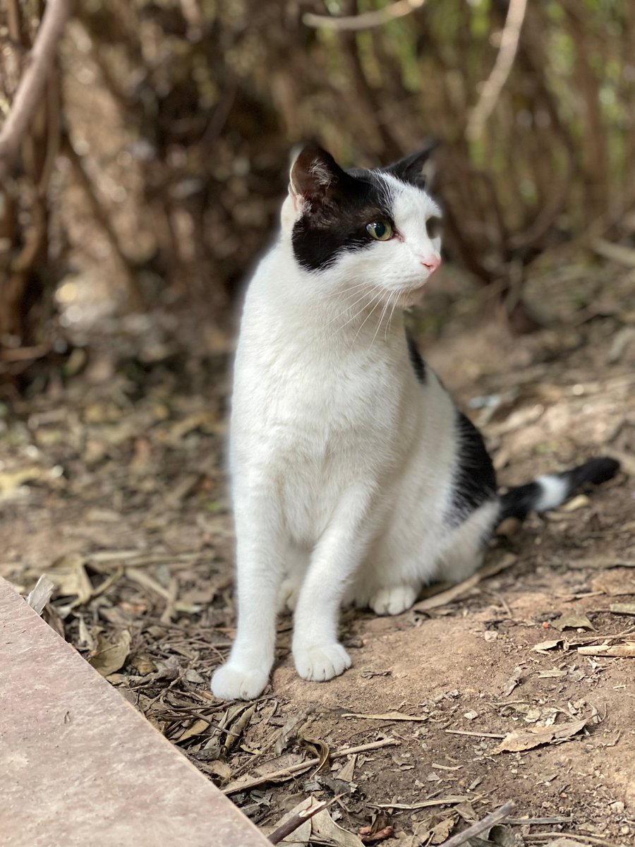 cfparquecentral's tweet photo. Todos los días son domingo en el parque (pero no como cantaba Morrisey, en plan bien).

#gatosparquecentral https://t.co/YmzWBffeMU