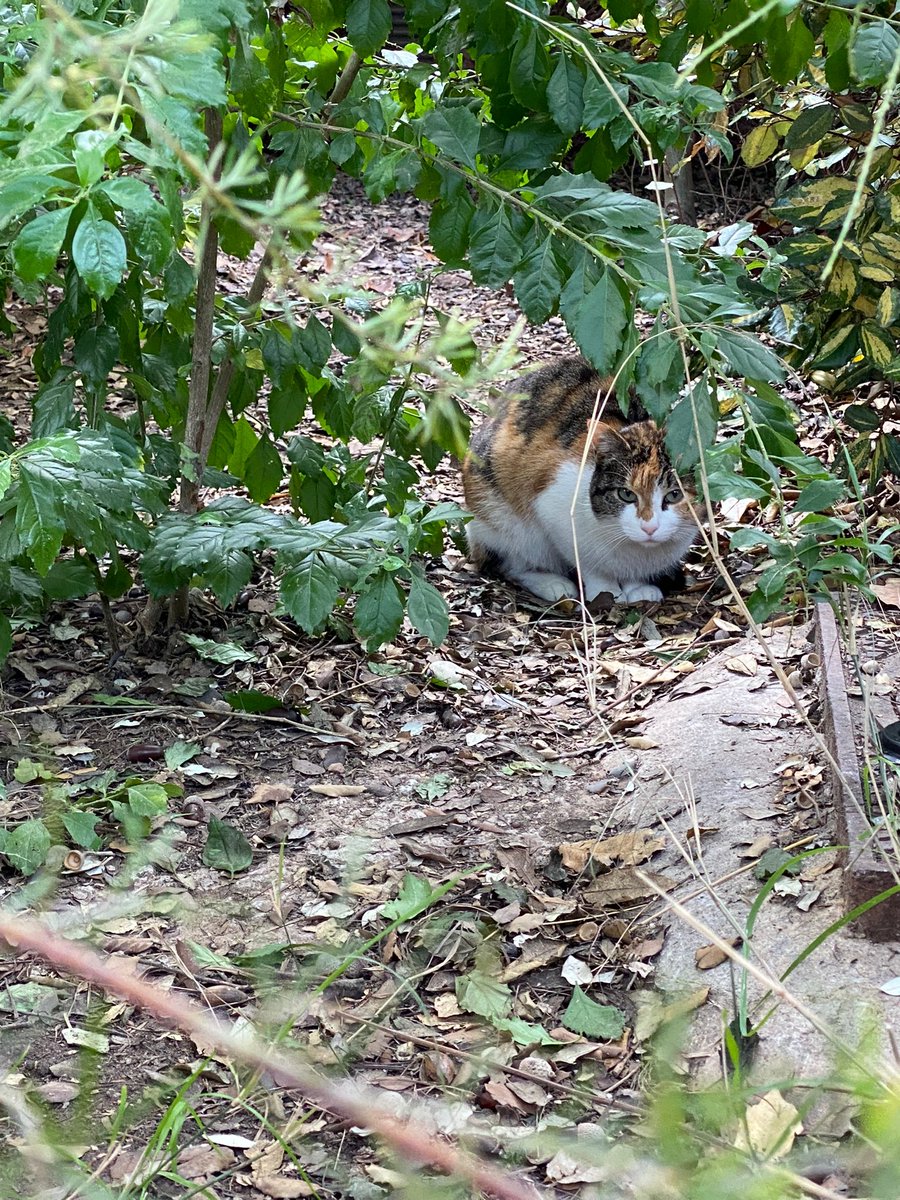 cfparquecentral's tweet photo. Todos los días son domingo en el parque (pero no como cantaba Morrisey, en plan bien).

#gatosparquecentral https://t.co/YmzWBffeMU