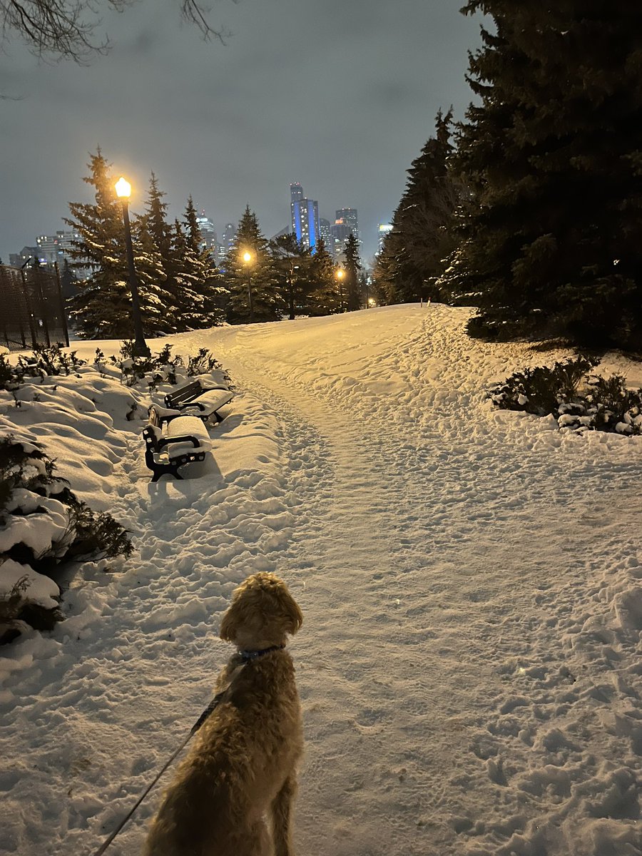 Can’t beat winter walks with the pup in #yegrivervalley #rossdale