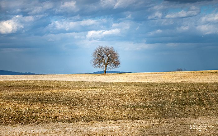 January 10: 
wisephotographyforyou.wordpress.com
#january10 #field #fields #tree #trees #winter #fall #autumn #harvestfields #lonelytree #eastberlin #eastberlinpennsylvania #yorkcountyfields #yorkcounty #ruralyork #winterpicturesoftwitter #fieldsoftwitter