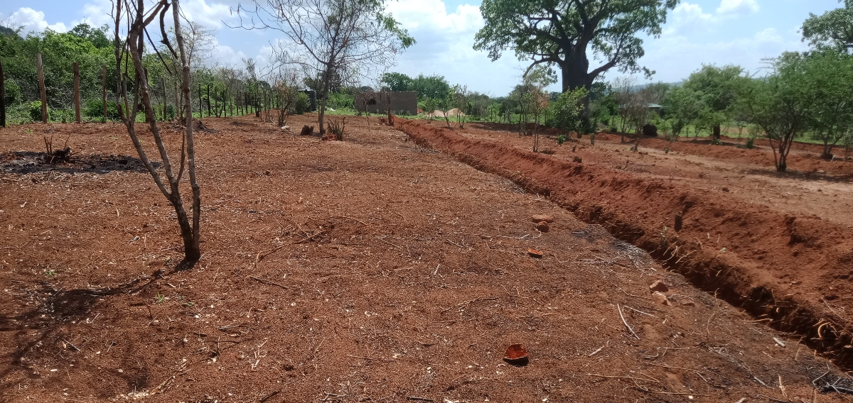 LablFashionKe's tweet photo. Labl aims at planting regenerative cotton. We are investing in farming practices that will ensure the land remains healthy to grow cotton without degrading. This will improve soil health for decades.

#economicempowerment #fashion
 #sustainablefashion #regenerativeclothing https://t.co/PBelUIND6b