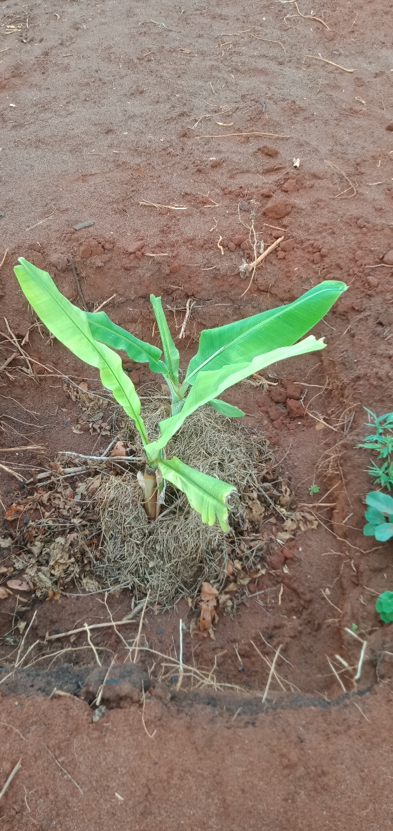 LablFashionKe's tweet photo. Labl aims at planting regenerative cotton. We are investing in farming practices that will ensure the land remains healthy to grow cotton without degrading. This will improve soil health for decades.

#economicempowerment #fashion
 #sustainablefashion #regenerativeclothing https://t.co/PBelUIND6b