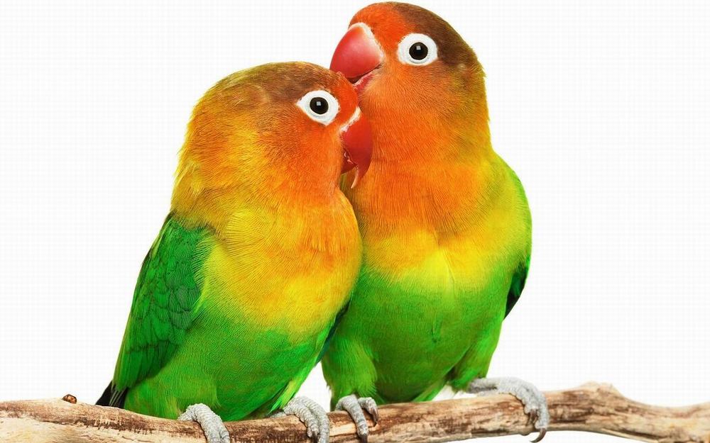 Tips Sukses Usaha Budidaya Ternak Burung Lovebird dlvr.it/Sgf46q