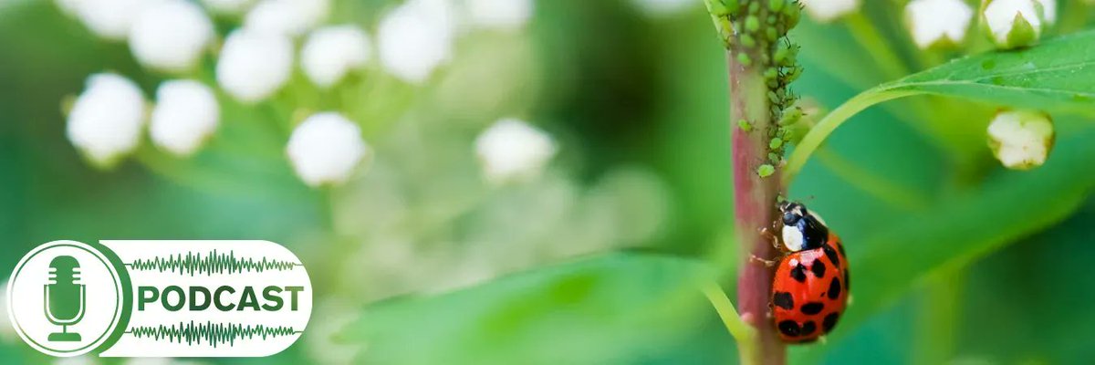 Decomposers, parasitoids, pollinators, predators... what?!. Dr Lizzy Lowe explains what some of the good bugs you want in your garden are in the latest ‘The Good, The Bad, and the Bug-ly’ episode. Listen 🎧 here buff.ly/3dxys1T