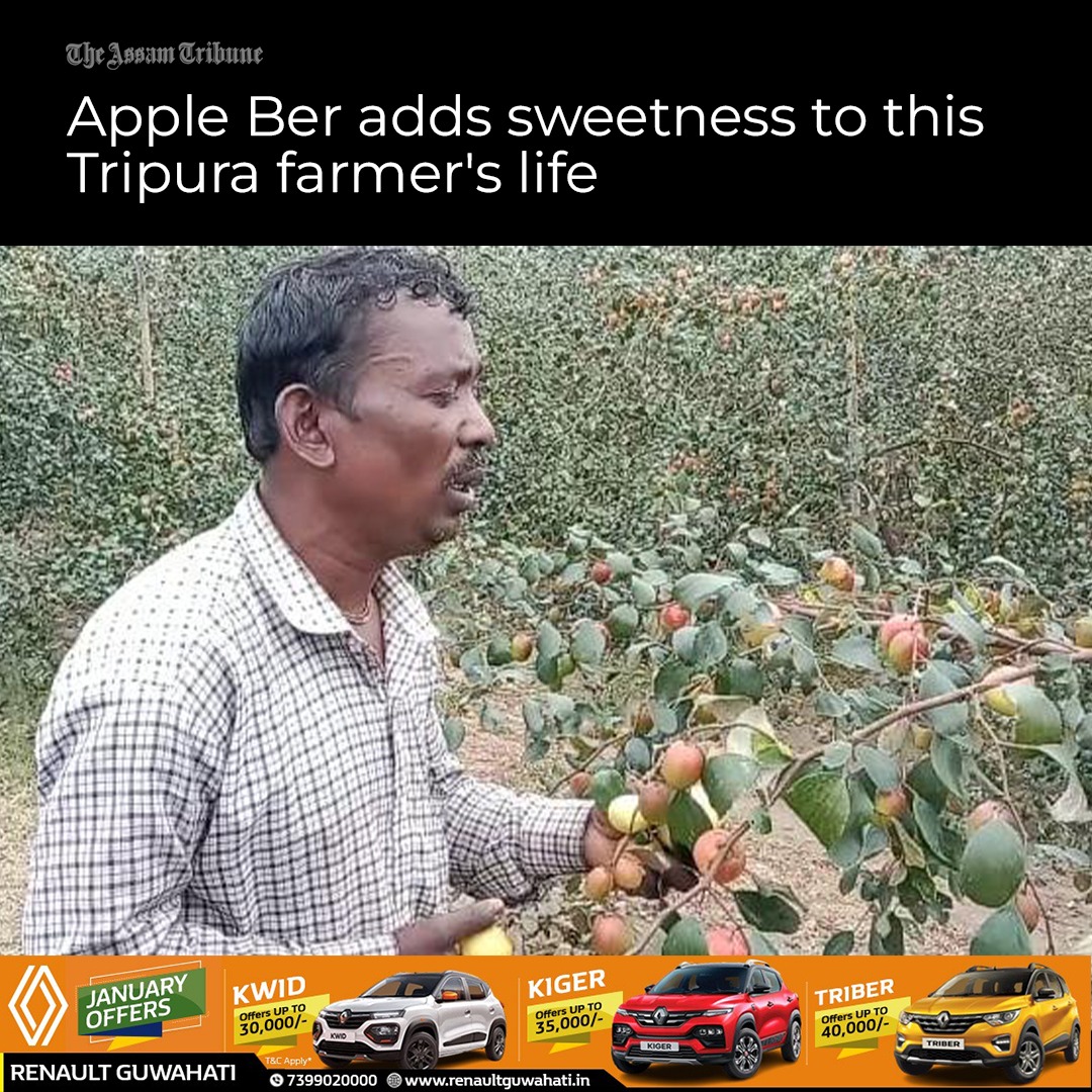 assamtribuneoff's tweet photo. #AppleBer or Indian Jujube is famous for its sweetness and unique taste. But for Jiban Das, a small scale farmer of Teliamura’s Nayanpur area under Khowai district of Tripura this tropical fruit turned out to be a key to unlock success.

#TheAssamTribune 

https://t.co/3gnxsYMuyx https://t.co/iv5dvY6Rfq