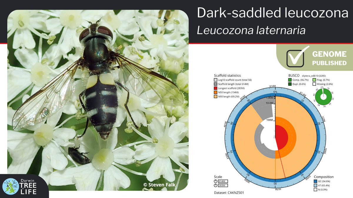 Our latest #DarwinTreeOfLife #GenomeNote: the dark-saddled leucozona #hoverfly (Leucozona laternaria)🐝 Thanks to @StevenFalk1 @GenomeWytham @OxfordBiology @phychua @SangerToL & all who helped with this #genome🧬 📑 Read how we did it @WellcomeOpenRes: wellcomeopenresearch.org/articles/8-10