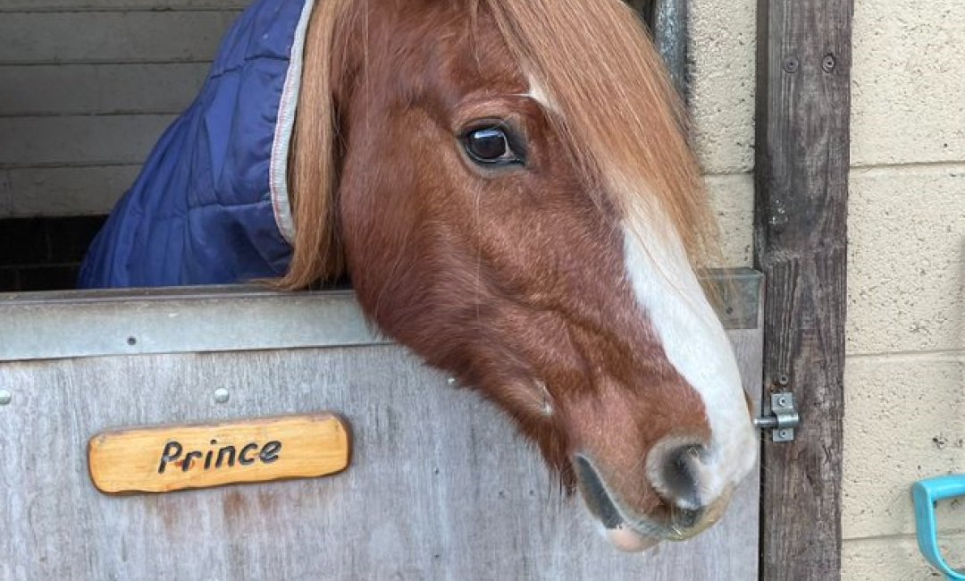 WYFRS's tweet photo. 27-year-old horse Prince was enjoying a Saturday morning walk in the field at Calder Farm Equestrian when he became trapped in a sink hole.

Luckily for Prince, our Technical Rescue Team were able to work with a local vet and rescue him from the hole. 

👉 https://t.co/qe1DJFMRZr https://t.co/Mzst3JRCIi
