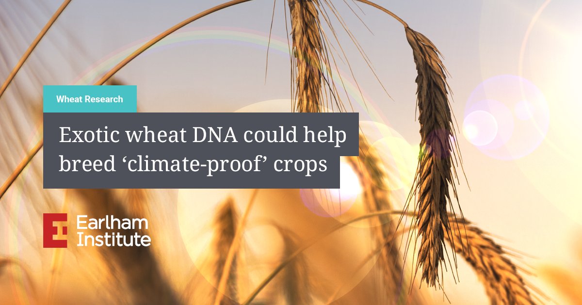 NEWS: Following a year of record temperatures, new research from the Earlham Institute and <a href="/CIMMYT/">CIMMYT</a> has found that #wheat containing exotic DNA from wild relatives benefits from up to 50% higher #yields in hot weather. earlham.ac.uk/news/exotic-wh…

@ajwhall <a href="/BenedictCoombes/">Benedict Coombes</a> <a href="/CommsBio/">Communications Biology</a>