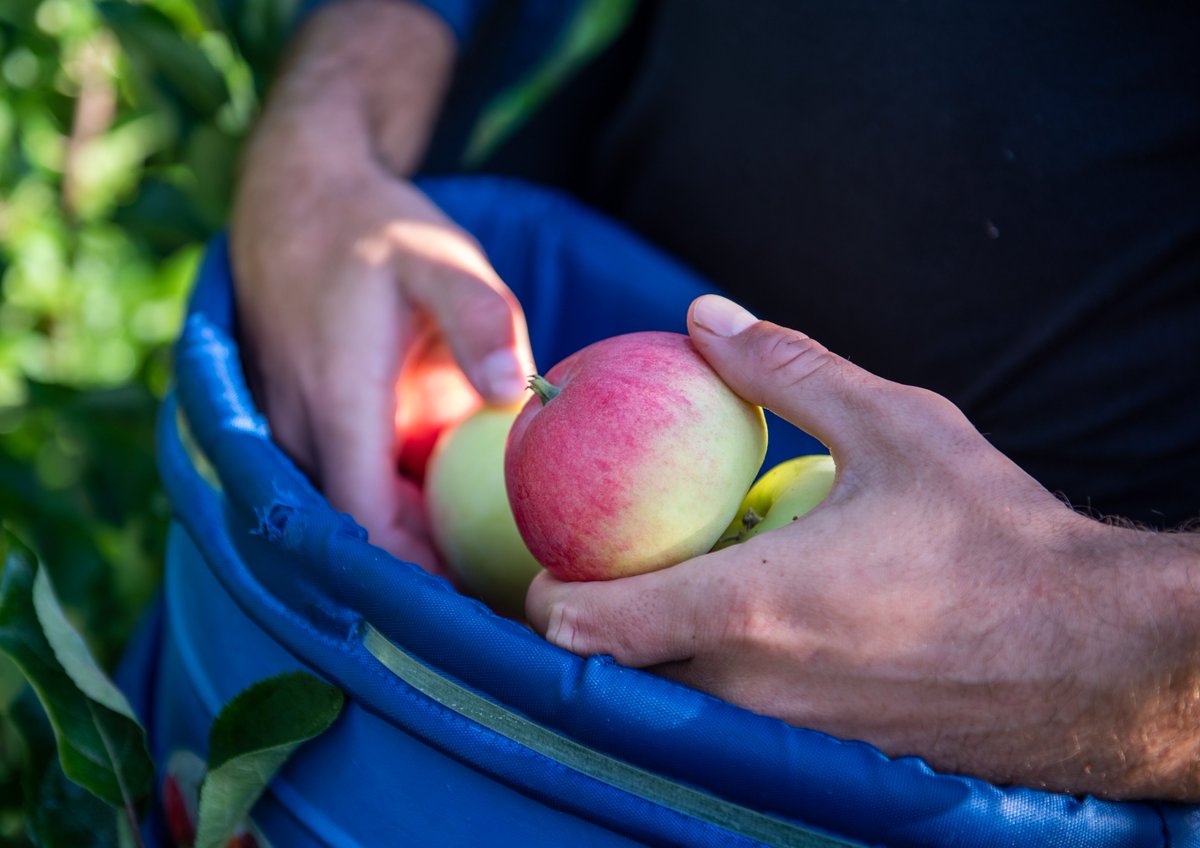 Kotimaisilla omenoilla saadaan tänä talvena herkutella pitkään ja perusteellisesti. Syksyn omenasato oli paitsi poikkeuksellisen runsas, myös hyvälaatuinen. Nyt kaupoissa myynnissä on omenoiden talvilajikkeita, joita ovat mm. Amorosa, Rubinola ja Santana. #KotimainenOmena