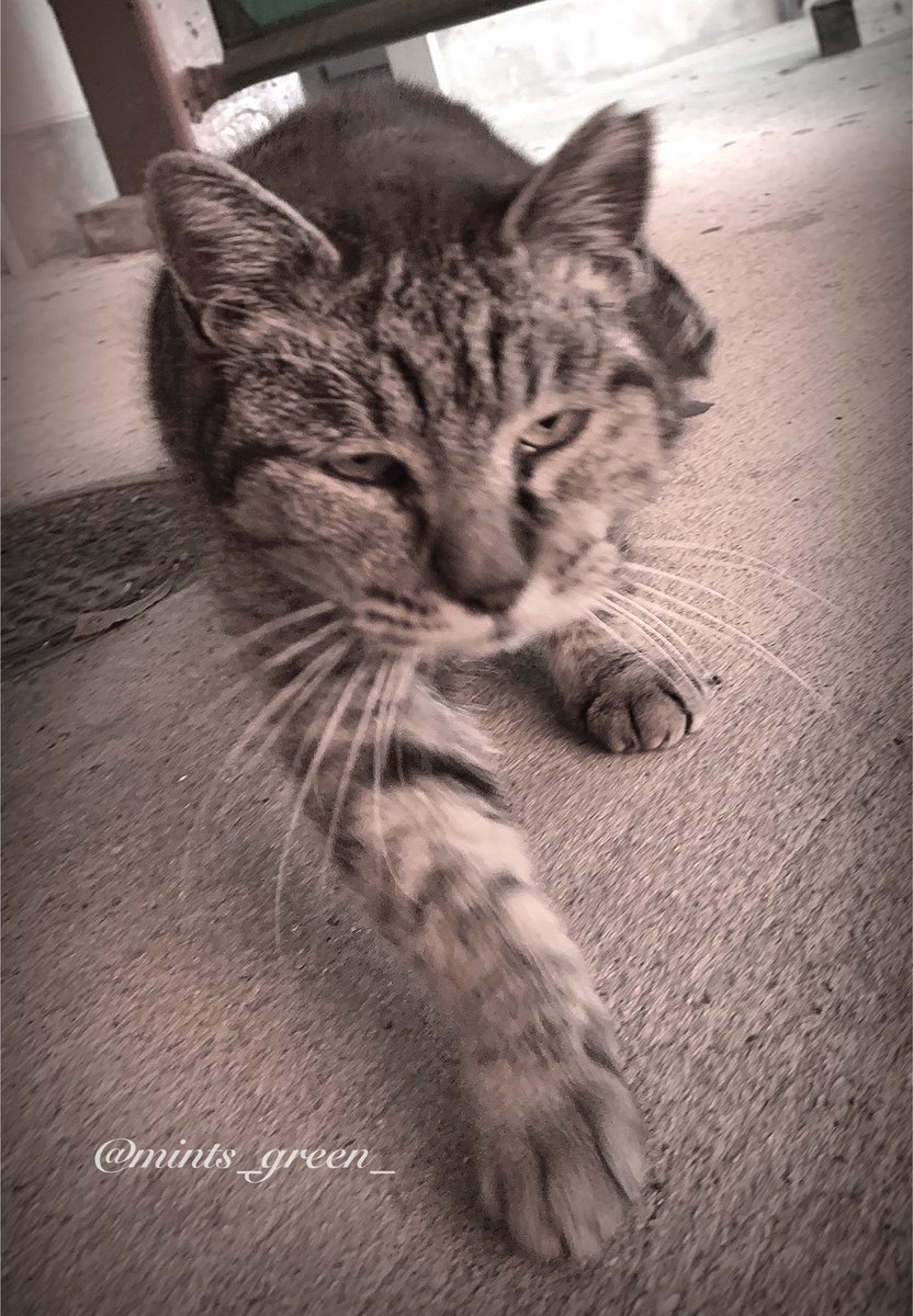 mints_green_'s tweet photo. 野良猫ちゃんですがこの子達に会うのが毎日の楽しみ🐈‍⬛🐈‍⬛🐈‍⬛

#ねこのいる暮らし https://t.co/UjQrZeVv50