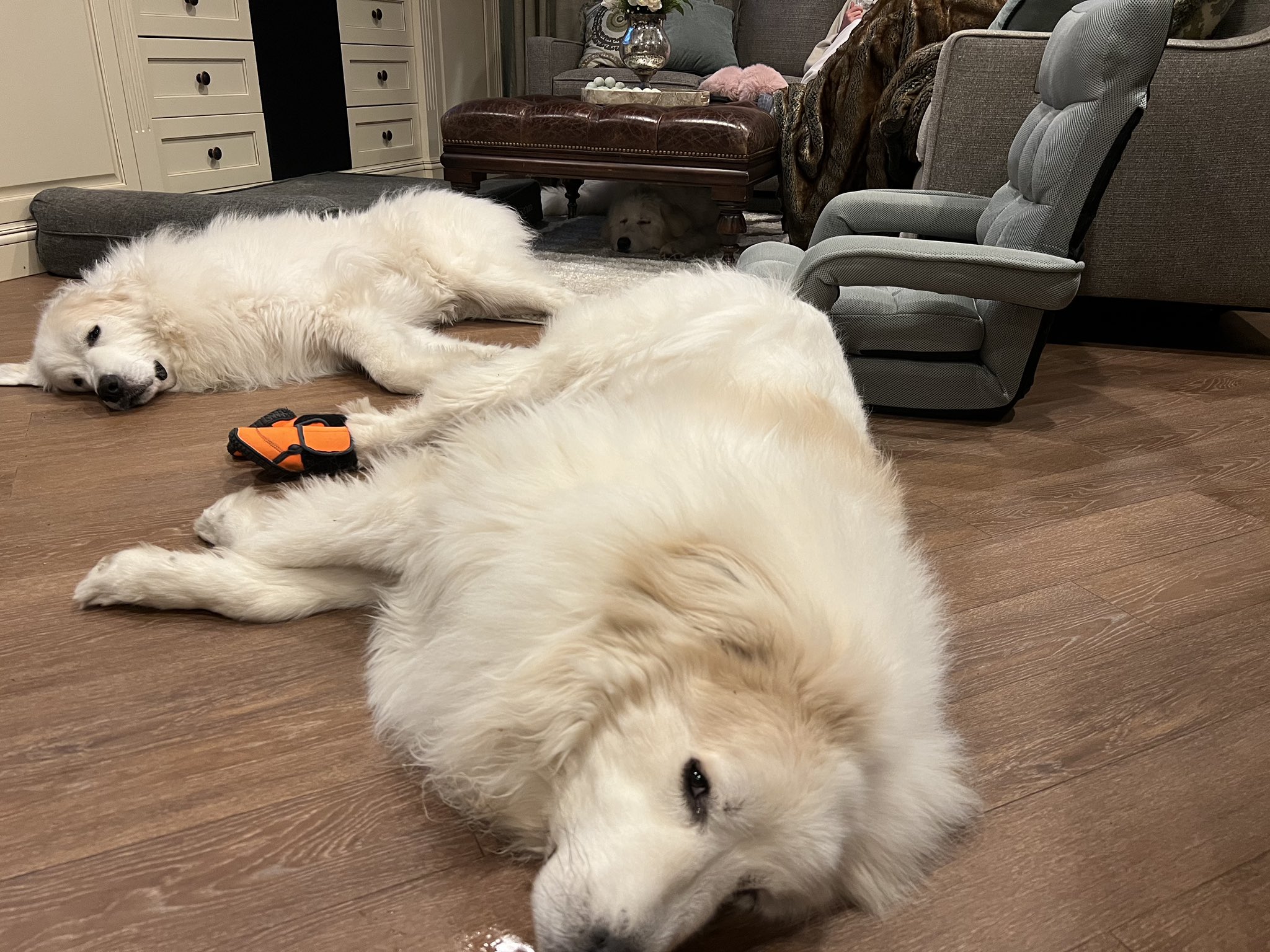 Brian Kilmeade on Twitter "Can u spot the third dog (Willow)? https