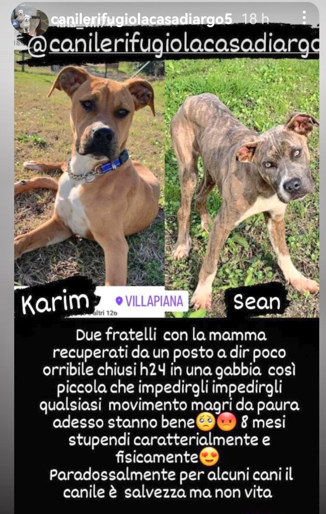 Karim e Sean 8 mesi, dopo un passato di abusi cercano riscatto 🆘3289633366 #Calabria #AdoptDontShop #SosCani #SosCuccioli #adottanoncomprare #adottauncanedalcanile #adottauncucciolo #adozionecani #canicercacasa #adozionidelcuore #adottami