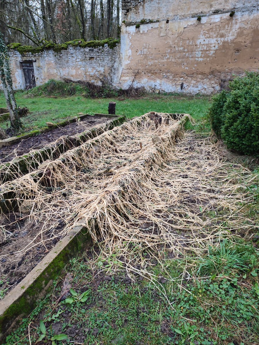 Des spaghettis ? Du fromage râpé fondu ? Ou ce qui reste des #capucines de l'année dernière ? Bienvenue au #potager en #hiver 😂