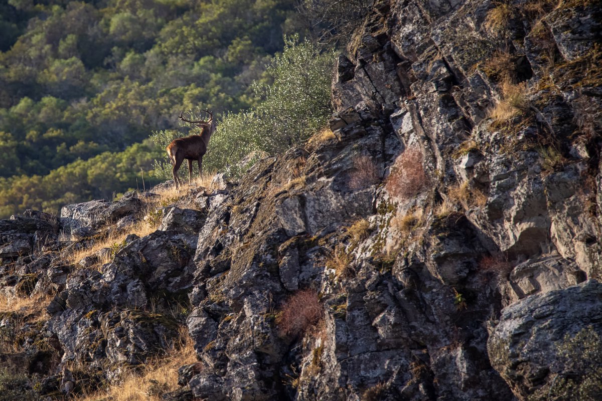 💥 Nuestros parques nacionales son como los conocemos gracias, entre otras cosas, a la gestión cinegética. ¿Sabías que en los últimos meses se están degradando a gran velocidad por un problema de sobrepoblación?

🔃 RT si crees que debe recuperarse la caza

#sosparquesnacionales