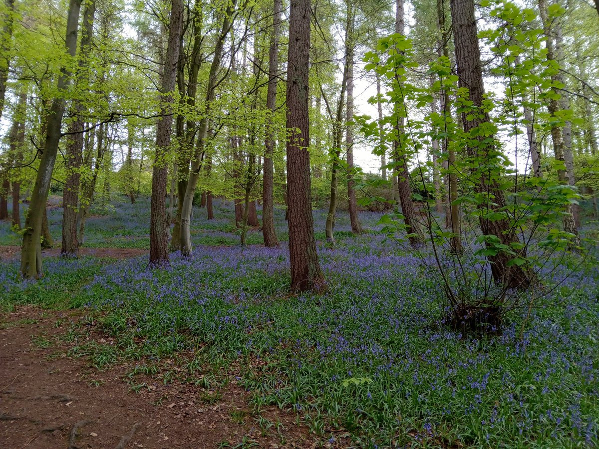 Words_by_B's tweet photo. Down in the ancient wood
there are bluebells galore

A million witches thimbles
adorning the forest floor

A sea of azure blooms
that goes stretching on for miles

We will sail this wildflower ocean
my bonny lad and I.

#vss365 #Galore https://t.co/OocQxu9xsg