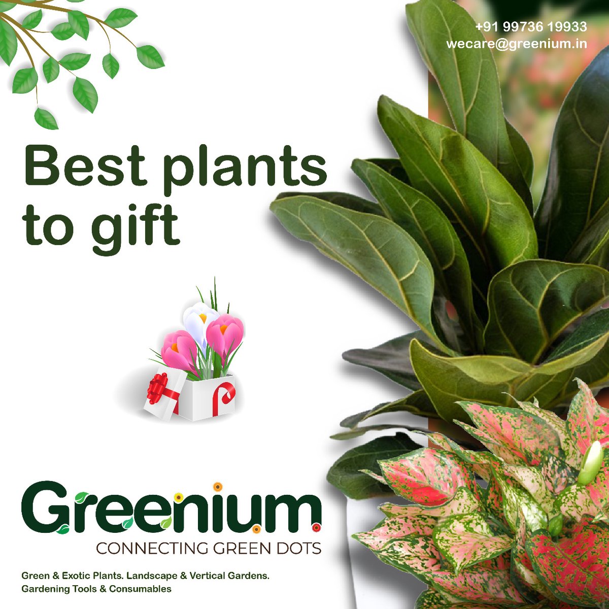 With the New Year being already here., are you still wondering what to gift your friends? Don’t worry as we have got you covered. Check out this post to find out the perfect blooming gifts this year.

#giftplants #greengifts #plantgifts #newyear #greenium