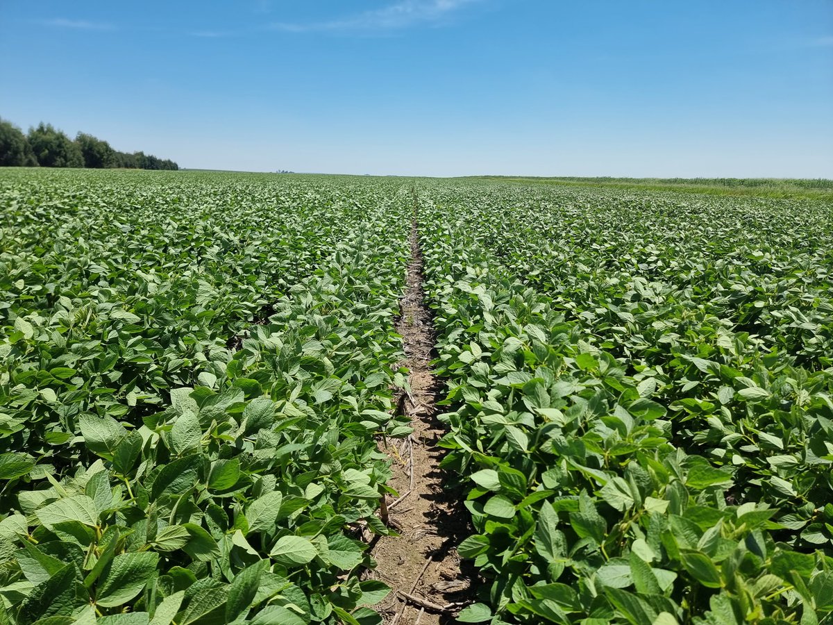36 inch spacing beans also looking good. Getting some good sun, rows almost closing, should be R1 in a weeks time.