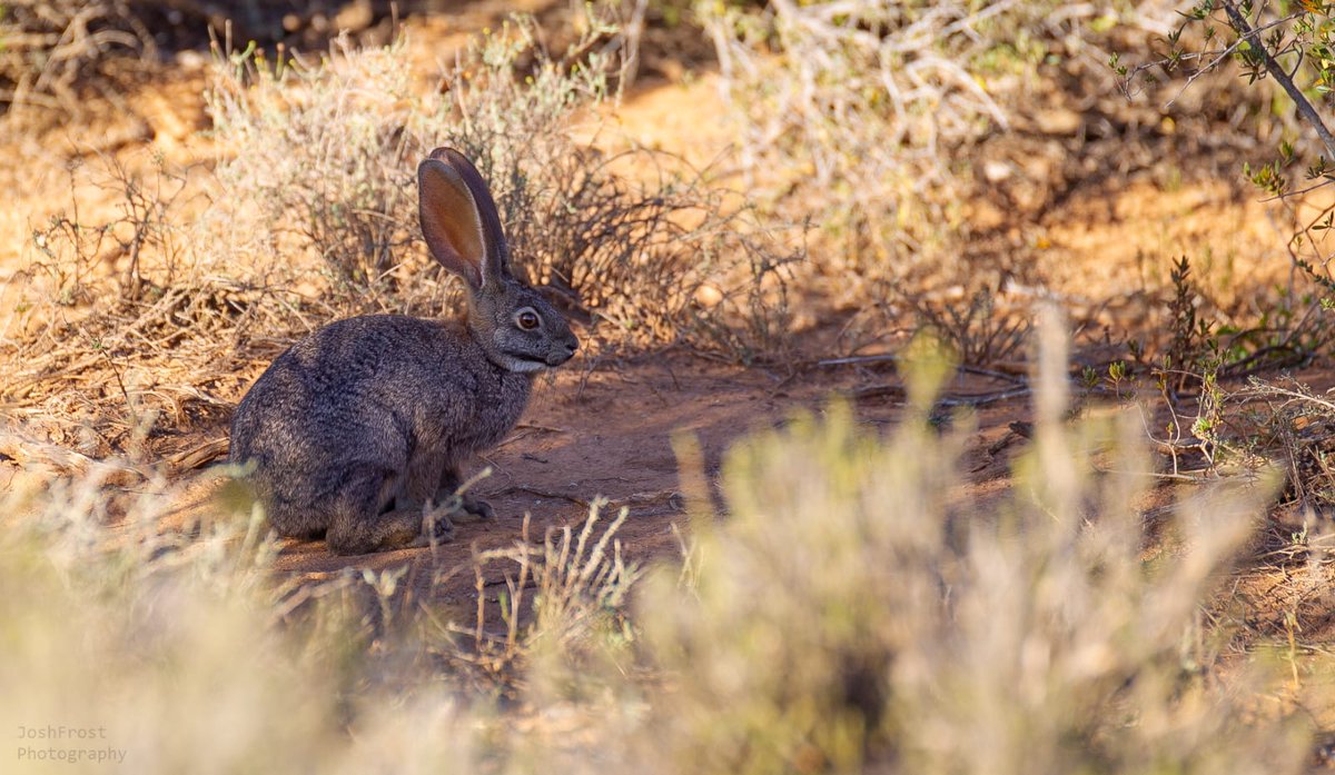SanbonaSafari's tweet photo. Riverine rabbits are critically endangered, elusive and nocturnal. Ranger Josh Frost was fortunate to capture these great images in the early morning at Sanbona Wildlife Reserve.
It’s estimated that just 250 adults remain.
#RiverineRabbit
Images by Josh Frost https://t.co/ThFXb9IfLt