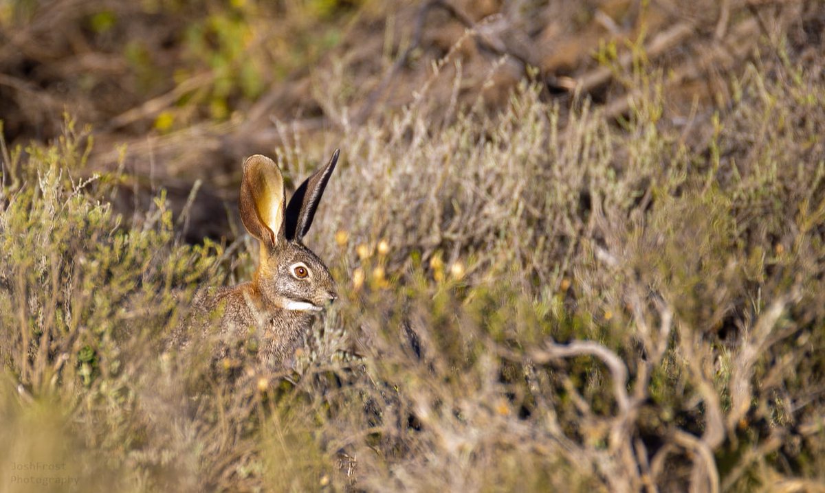 SanbonaSafari's tweet photo. Riverine rabbits are critically endangered, elusive and nocturnal. Ranger Josh Frost was fortunate to capture these great images in the early morning at Sanbona Wildlife Reserve.
It’s estimated that just 250 adults remain.
#RiverineRabbit
Images by Josh Frost https://t.co/ThFXb9IfLt