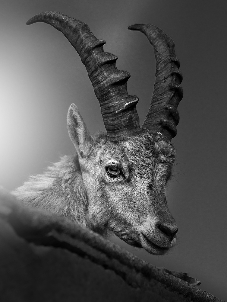 Dom 🏔🐐 tweet media