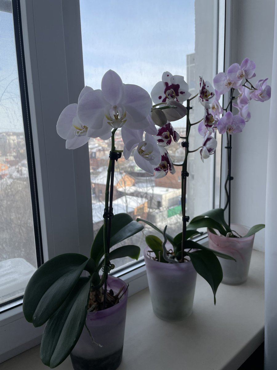 Mari35609793's tweet image. #орхидеи #моицветы #цветыдома