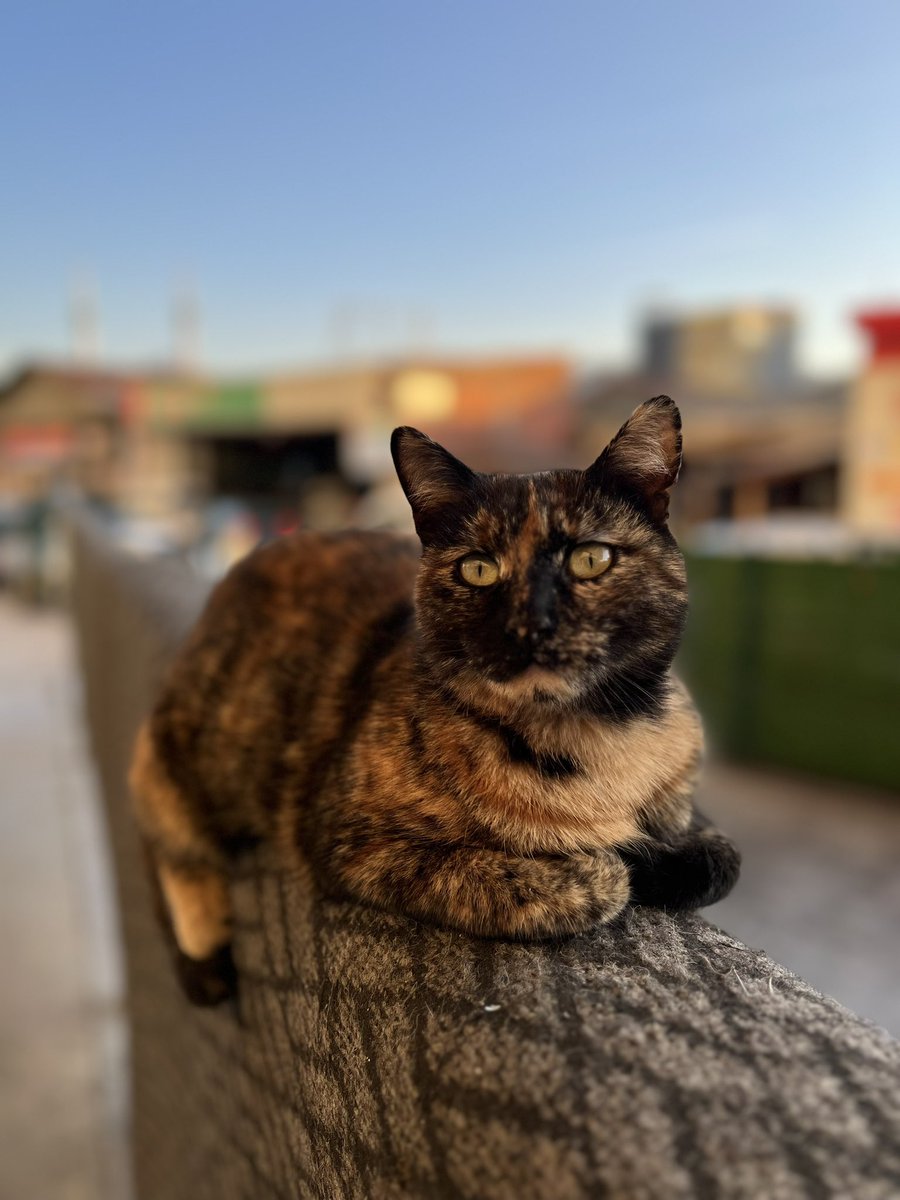 ebruduman___'s tweet photo. Saniye günlükleri pisi pisi miuv ❣️🐾 https://t.co/AodYom1oPr