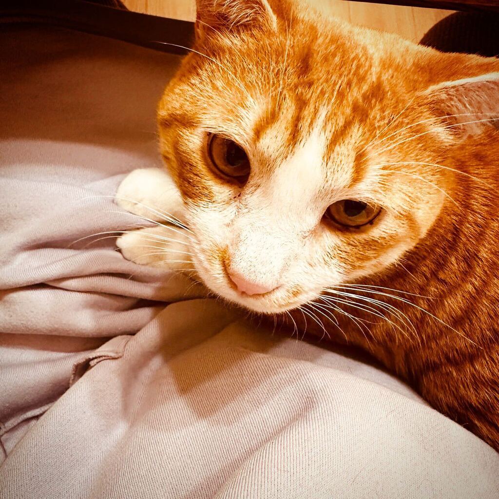 necotoart's tweet photo. #necotoart #cat #cats #catsofinstagram #tabby #lovecats #catlover #cutecat #meaw #mugi #kumo #katrudon #猫 #ねこ #にゃんこ #茶トラ #キジトラ #猫のいる暮らし #かわいい #ねこ部 #ねこのいる生活  #保護猫 #かつどん https://t.co/IvsR1obn2q