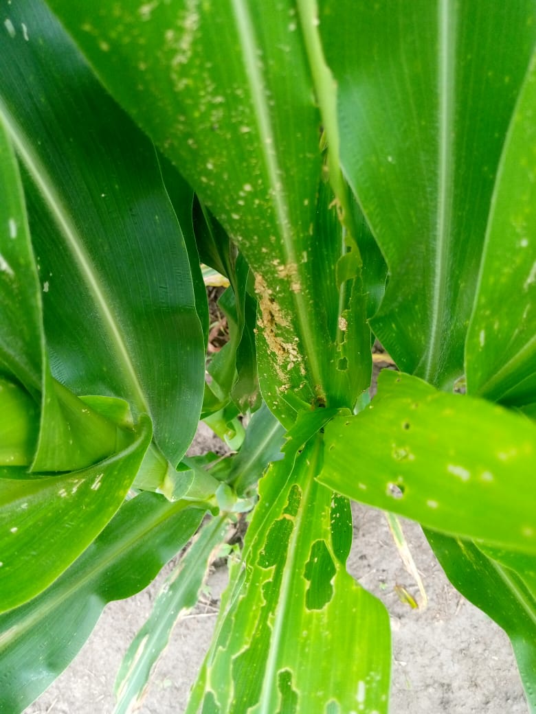 Farmers, Who can tell me how to control fall armyworms in maize?
Let's discuss