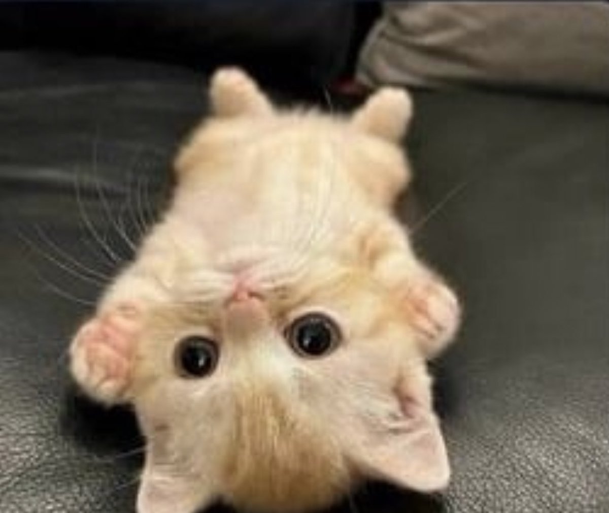 Posts Of Cats (@postsofcats) on Twitter photo 