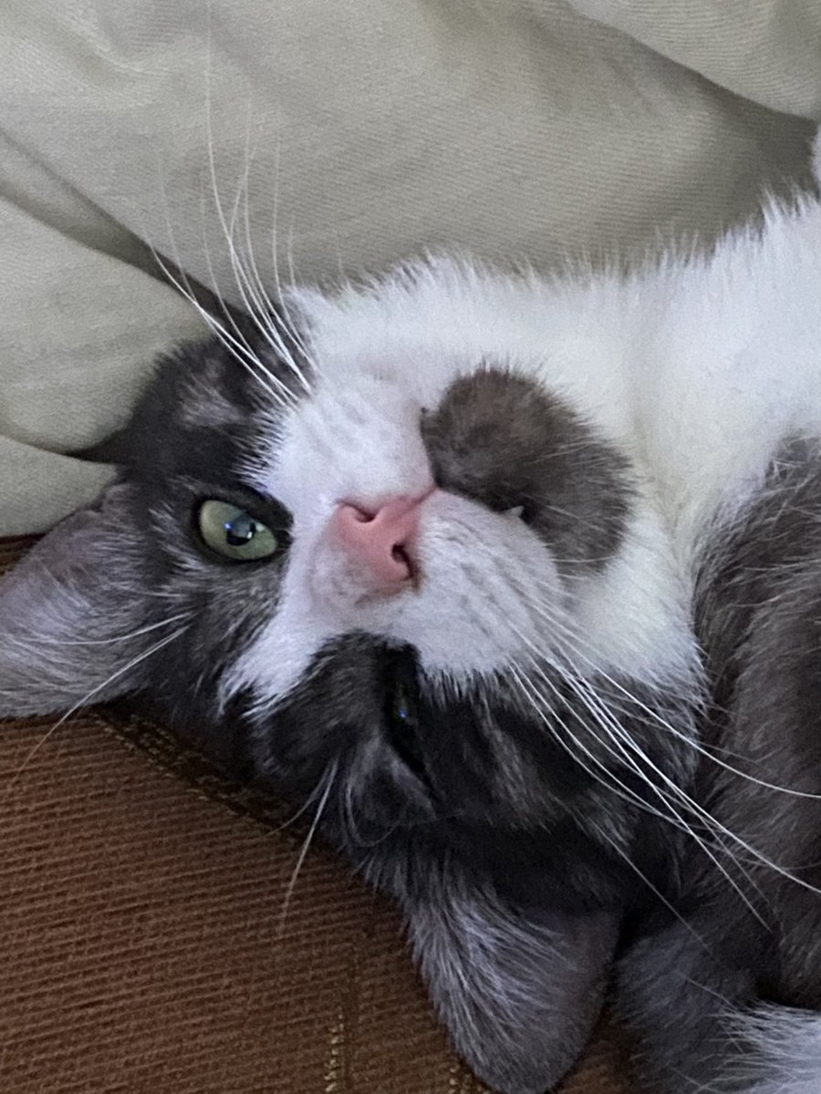 mas_llo's tweet photo. меня давно не было поэтому можете глянуть на котика моей сестры. Милый и добродушный котик😋😻 https://t.co/29WR2LirF3