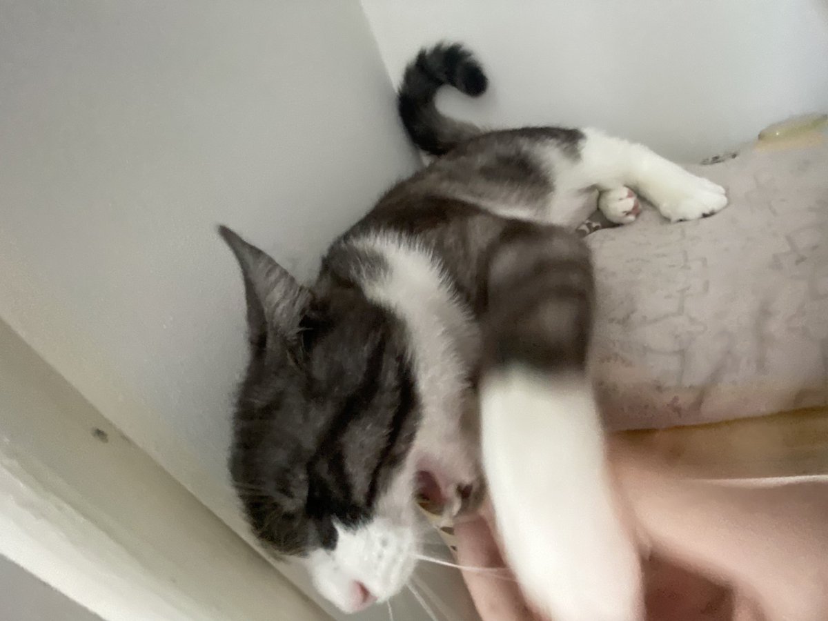 mas_llo's tweet photo. меня давно не было поэтому можете глянуть на котика моей сестры. Милый и добродушный котик😋😻 https://t.co/29WR2LirF3