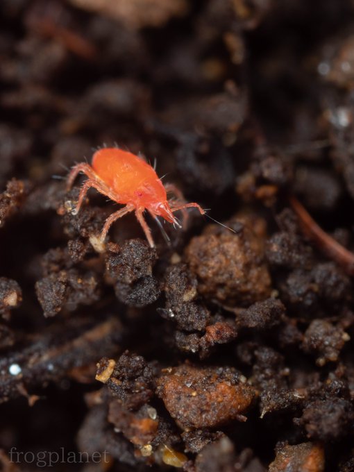 新年土いじりテングダニ科の一種赤い虫は見つけやすいので好き 