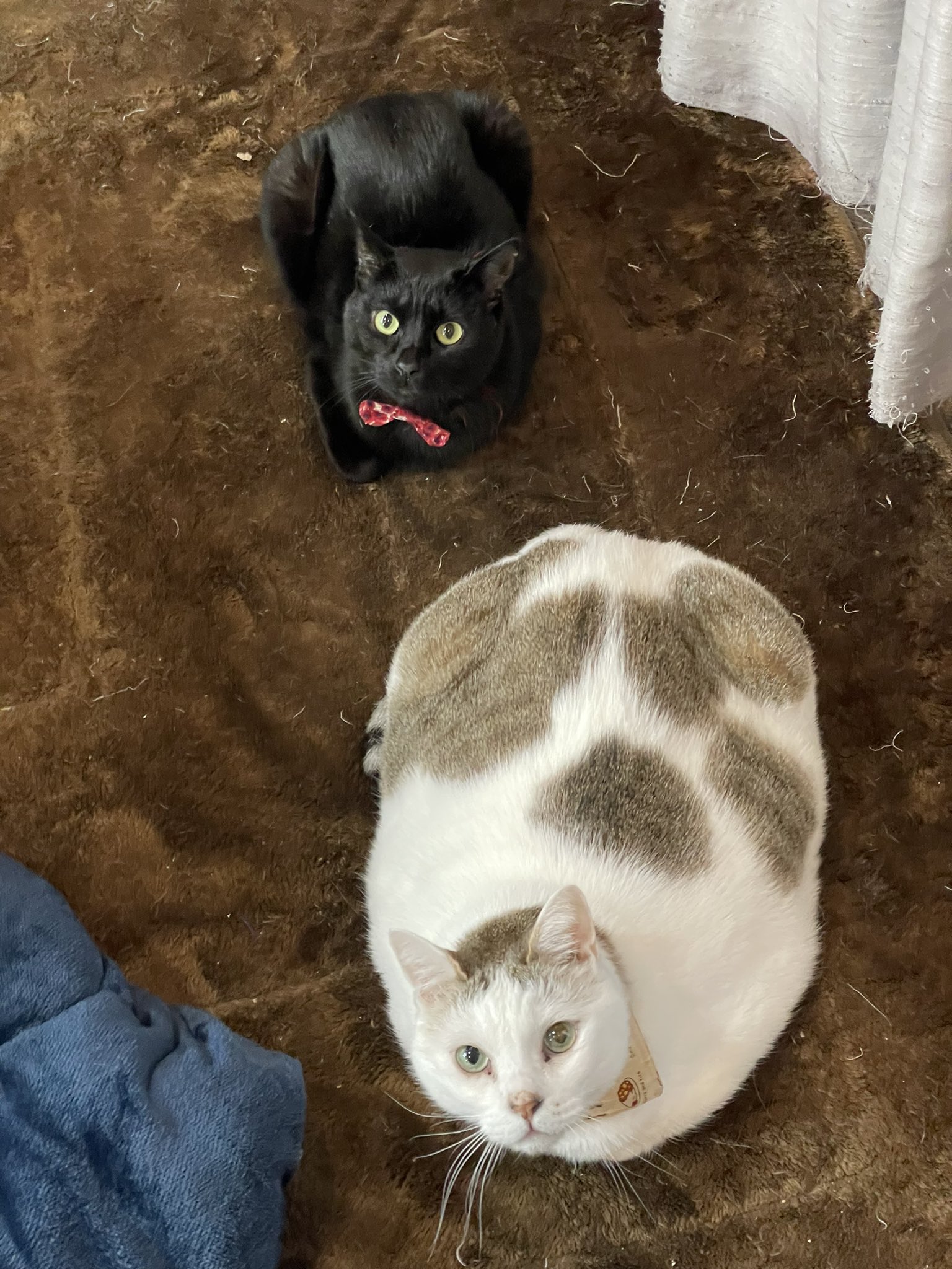 デブ猫 Twitter Search Twitter