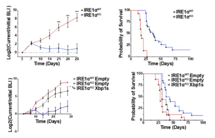 NatureComms's tweet photo. Cancer-cell intrinsic IRE1α is associated with intratumoral immunosuppression, promoting tumor progression in lung cancer models. 
https://t.co/1ri9K5QAaJ
 #CancerResearch @natrescancer @mittallab @JCubRuiz @ElementoLab @AltorkiNasser #WCM @WCM_MeyerCancer @Cornell @lcrf_or https://t.co/XaiY5nemEZ
