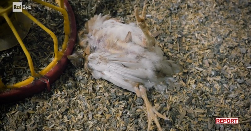 LAV_Italia's tweet photo. Hai visto l'inchiesta di @reportrai3 ieri sera?

🔴Il servizio di @giuliainnocenzi ha svelato gravi condizioni per gli animali e tragiche ombre negli allevamenti di polli in Italia! Per questo noi di LAV pubblichiamo una lettera aperta all’azienda.

Vedi la puntata (min. 26)👇
