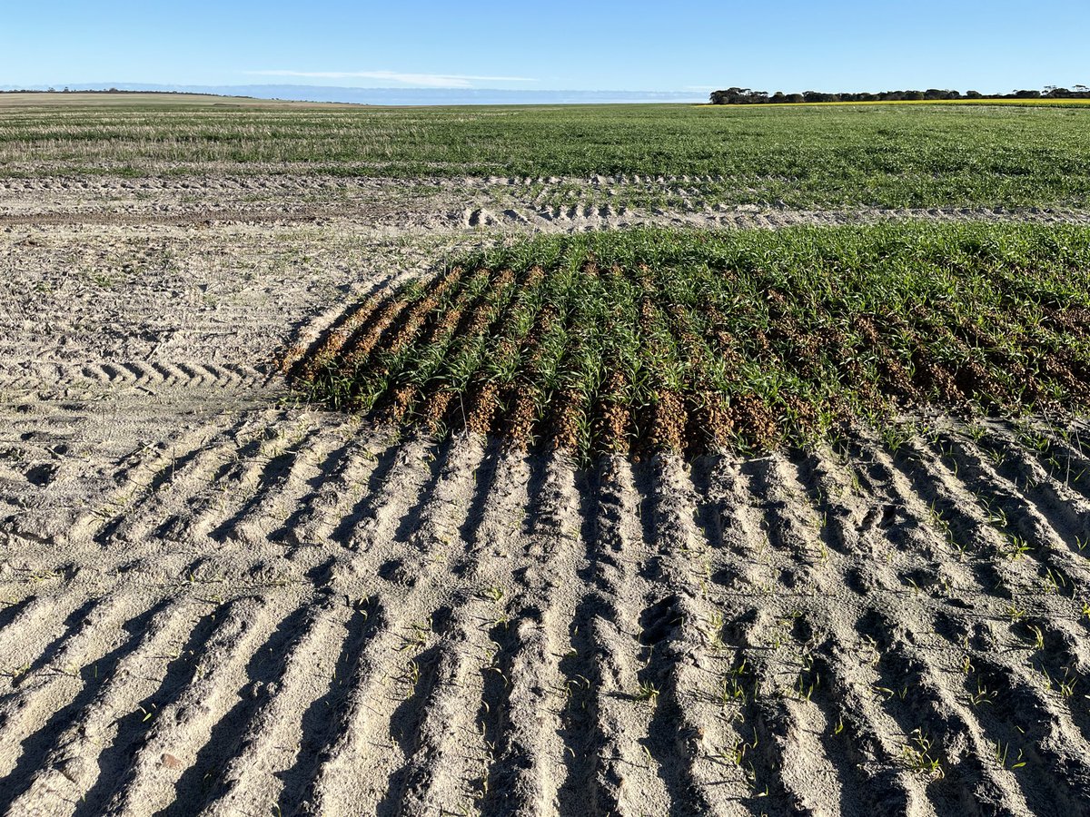 ipaddockapps's tweet photo. Well the gravel mulch worked a treat in year 1 on this scald, grew a decent barley crop right to the edge of the thin gravel layer. Now to see if it continues to have that effect https://t.co/rRYTSjT0iM