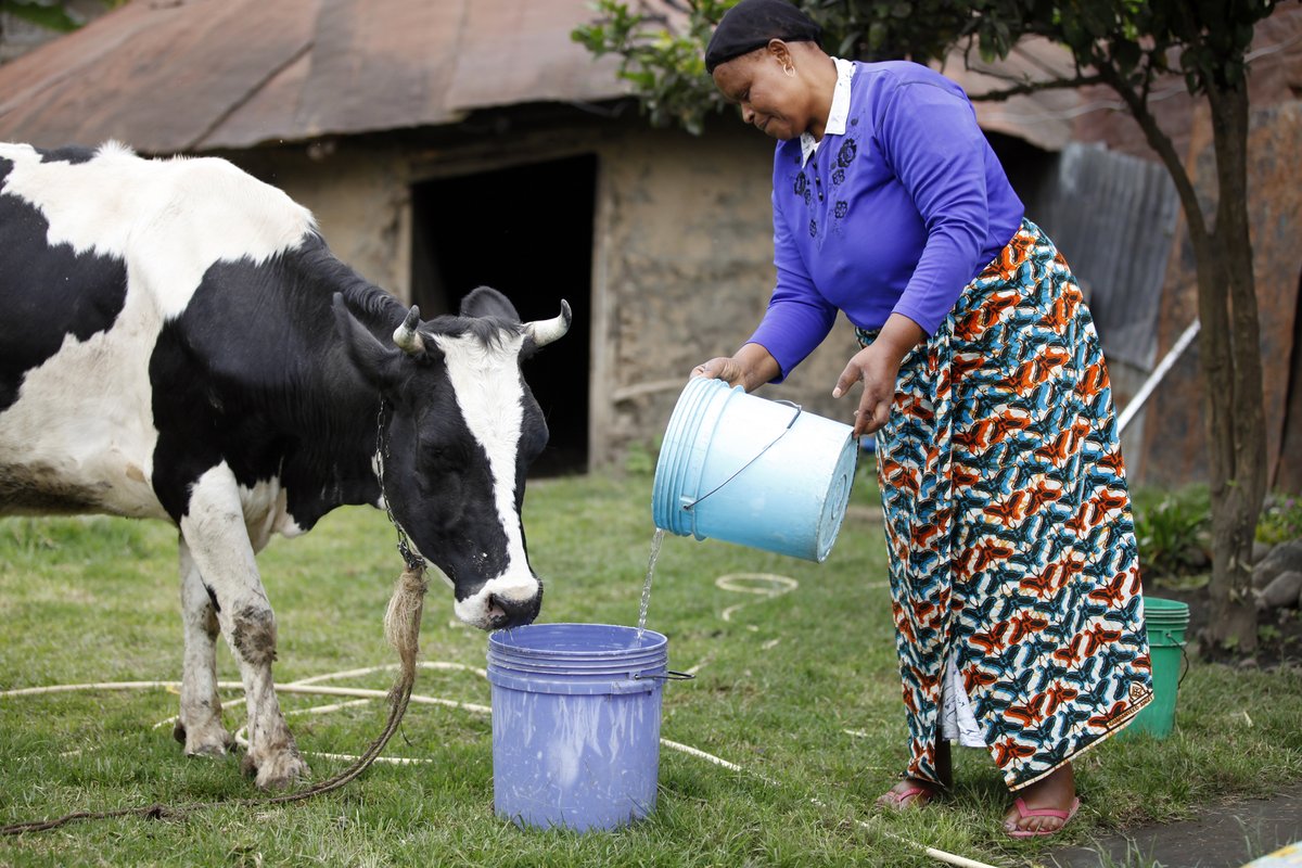 GALVmed's tweet photo. Best practice for #livestock owners & producers in case of an #FMD outbreak ๐
๐งผ Clean & disinfect equipment, buildings & vehicles
โฃ๏ธ Maintain safe biosecurity practices
๐๏ธ Monitor & report possible illness
Learn more about #FMD and our #FMDproject: https://t.co/qL5v9JOrV1 https://t.co/PUaLzxLAFs
