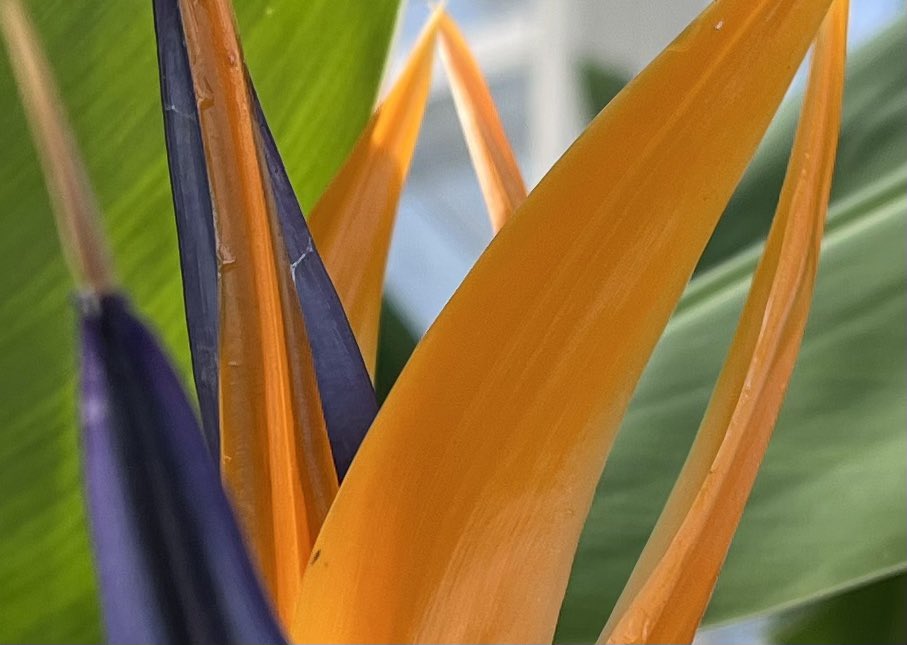 If nature came to you & said, “I’m going to make a flower with indigo and orange petals” you’d say “ nah that won’t work” but here we are Bird of paradise #HouseplantHour #GardeningTwitter #HousePlantWeekUK #houseplants #birdofparadise