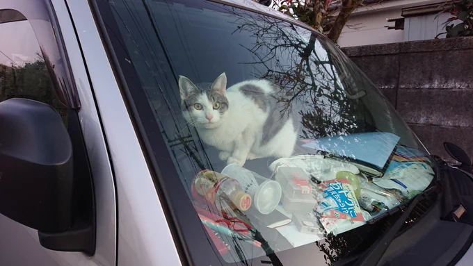 狭い路地に邪魔な車が路駐してるなーと思ったら運転手が猫だった 