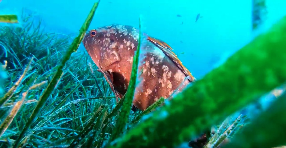 What is Posidonia Oceanica? 🌱 A “priority habitat” for marine #biodiversity, this wonder plant synthesises up to 20l/m2/day of oxygen &amp; prevents coastal erosion 🤩  
To ensure transplant success, <a href="/TernaSpA/">TernaSpA</a> worked with #ECON team of  #CoNISMa &amp; followed guidance of <a href="/LifeSEPOSSO/">LifeSEPOSSO</a>