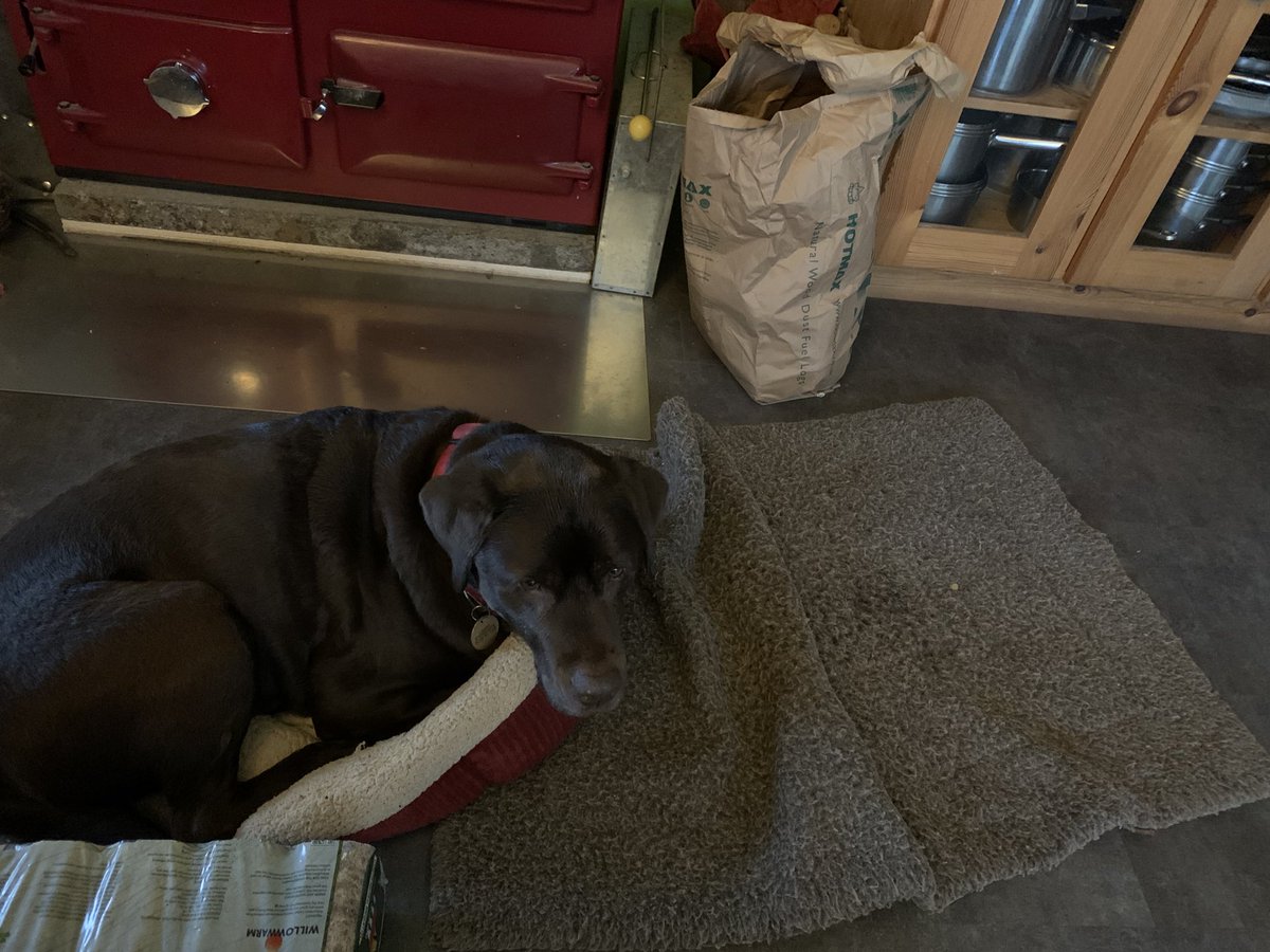 Think my old boy is going a bit soft in the head…. Massive dog rug or cat bed!